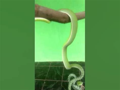 ular makan cicak  Berikut ini sepuluh hewan yang ternyata memiliki sifat kanibal! 1